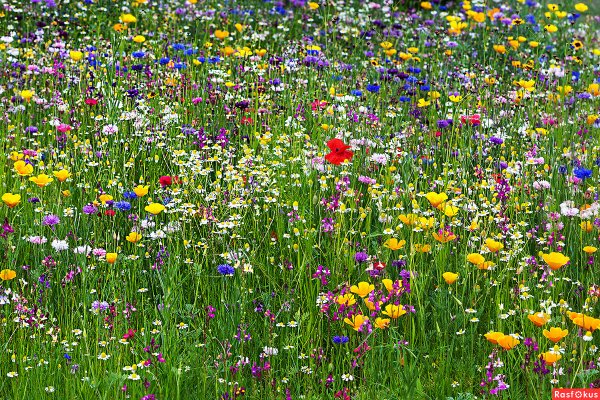 Мавританский газон флрса