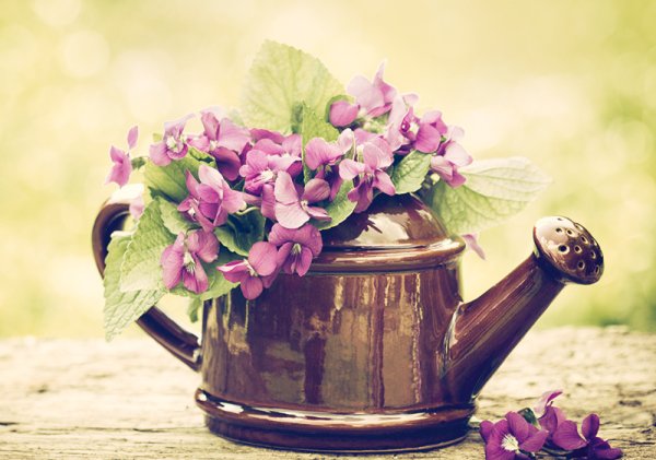 Цветы в чайнике на даче