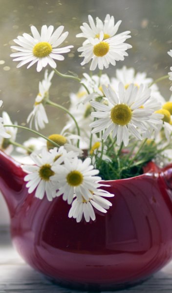 Флористические композиции в чайнике