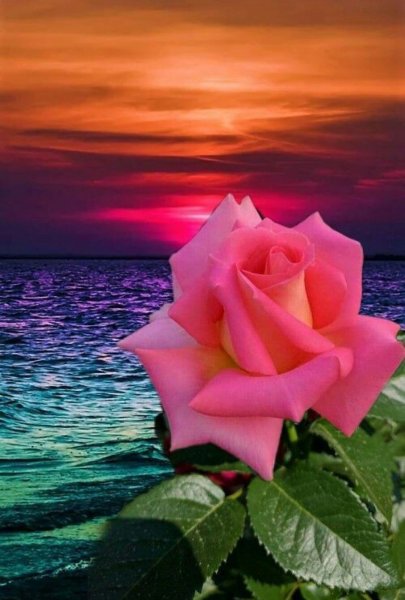 Роза в руке