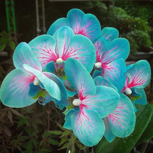 Красивые тропические цветы названия и (67 фото) »