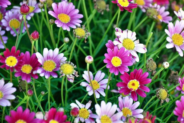 Ромашка многоцветковая