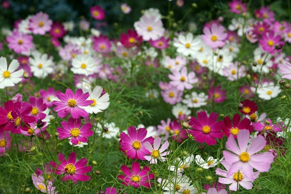 Ромашка космея