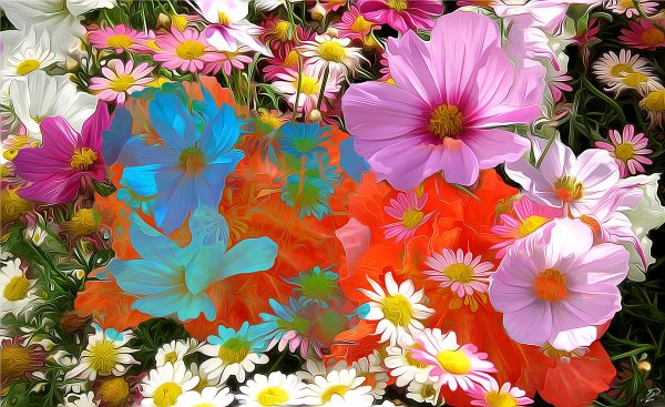 Разноцветные ромашки