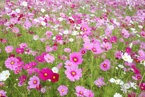 Космея Луговая