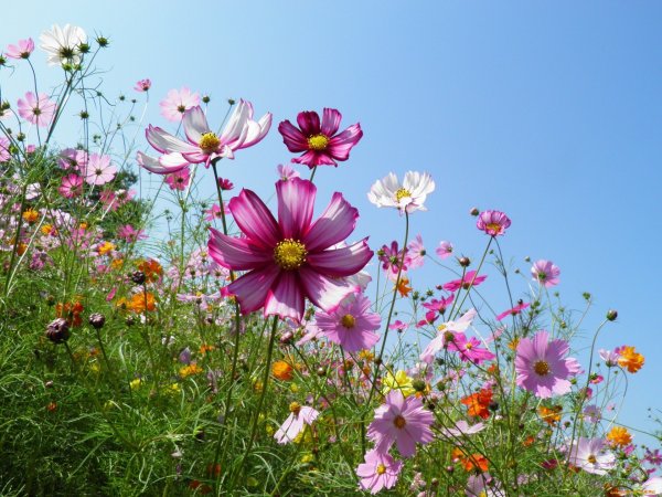 Ромашка цветная космея