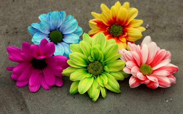 Разноцветные цветы