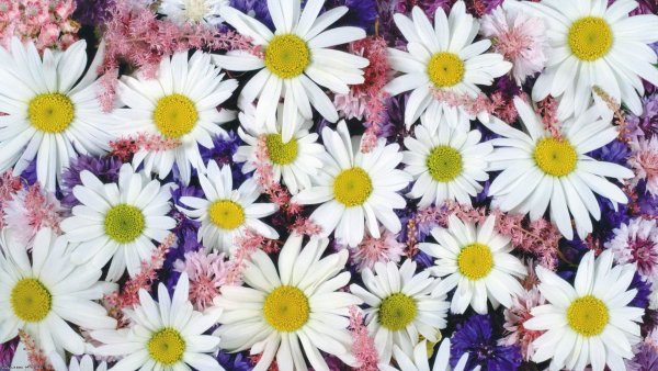 Фон много ромашек