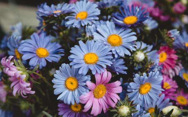 Цветы ромашки цветные