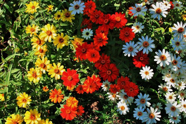 Ромашки разноцветные садовые