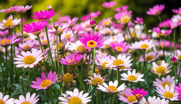 Ромашка розовая