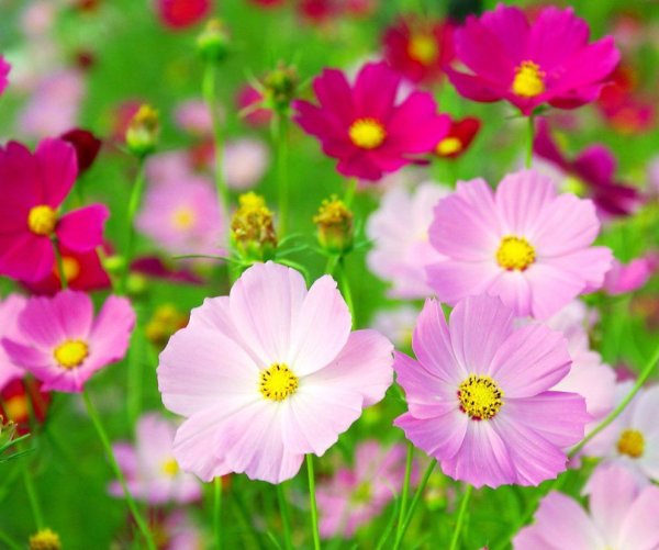 Космея цветы разноцветные цветок