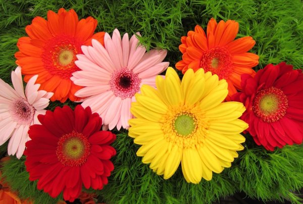 Гербера Садовая