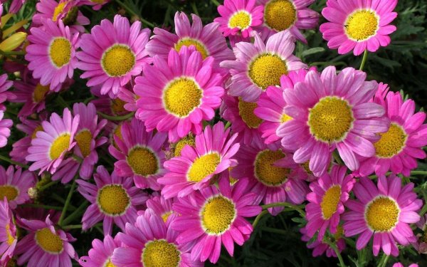 Хризантема малиновая Маргаритка