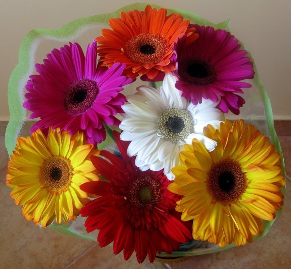 Герберы Ромашковые