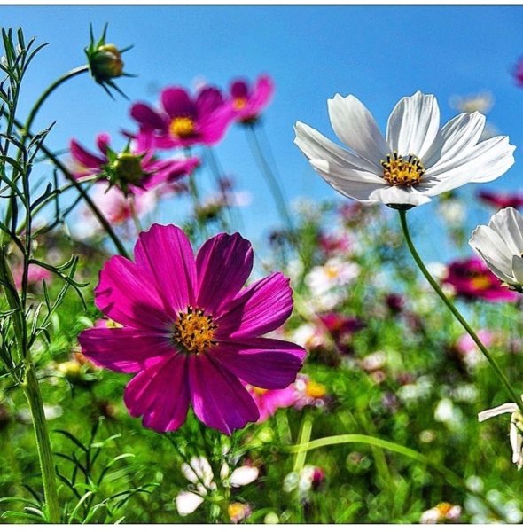 Космея многолетняя