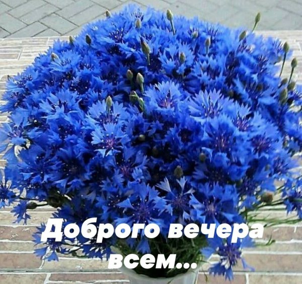 Красивый букет Васильков