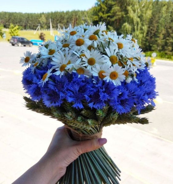 Василек цветы
