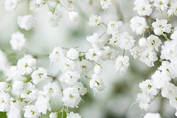Гипсофила Baby's Breath