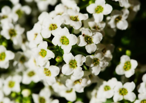 Алиссум Lobularia maritima