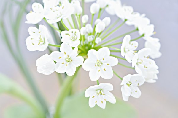 Цветок с маленькими белыми цветочками