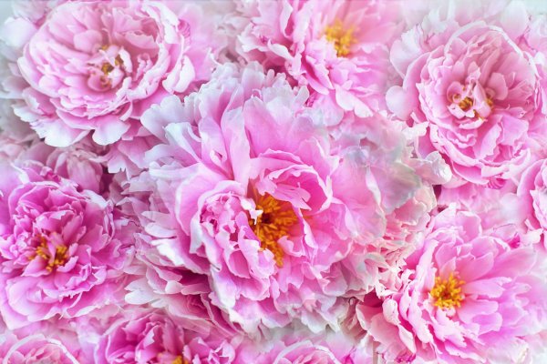 Пиони Пинк (Peony Pink)