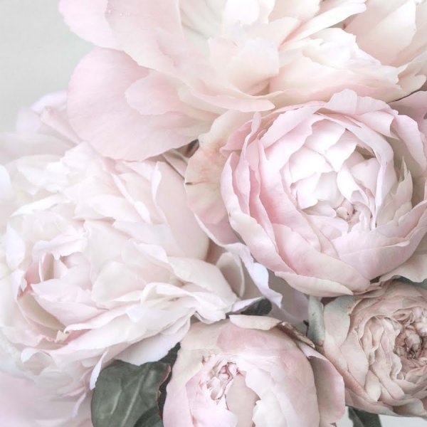 Роза Peony Pink