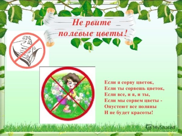 Не вырывай растения с корнями