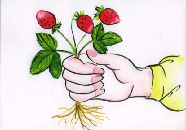 Охрана растений рисунок