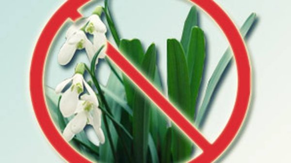 Не рви в лесу