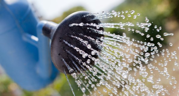 Лейка поливает