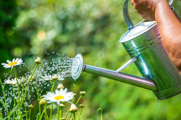 Лейка поливает цветы