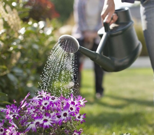 Полив клумб