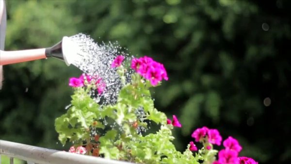 Полив растений