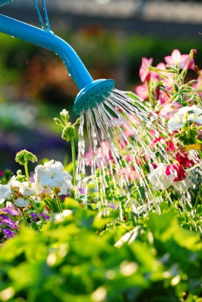 Полив цветника