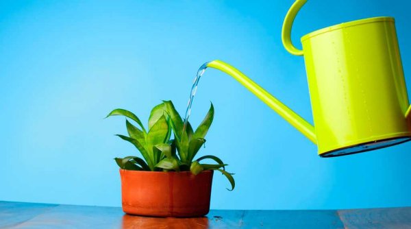 Не поливать цветы