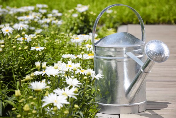 Лейка для полива