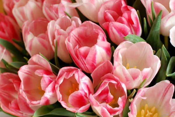 Роскошные весенние цветы