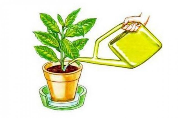 Правильный полив растений