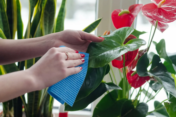 Протирание комнатных растений