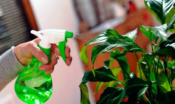 Мытье комнатных растений