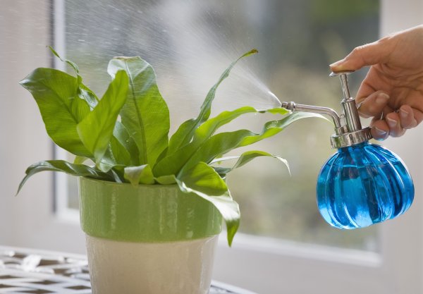 Полив комнатных растений
