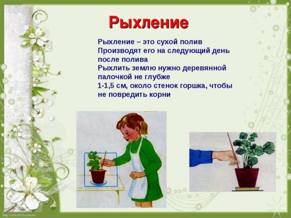 Рыхлить комнатные растения