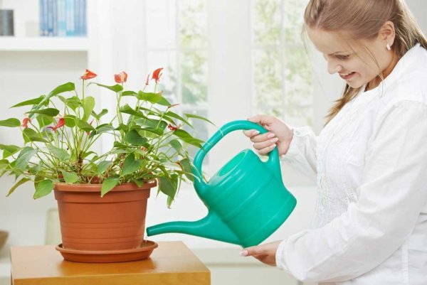 Полив комнатных