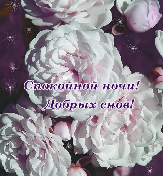 Пожелание спокойной ночи с букетом роз
