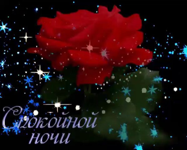 Цветы с пожеланием спокойной ночи