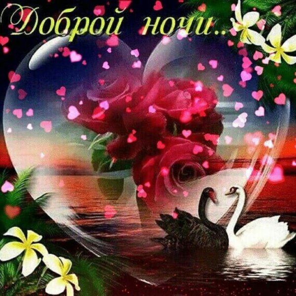Цветы с пожеланием спокойной ночи