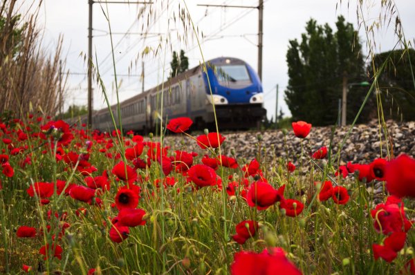 Паровоз в цветах