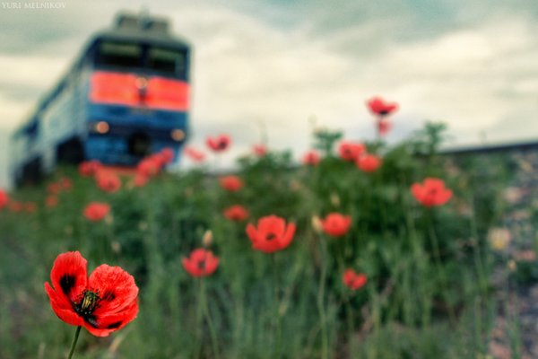 Поезд весной
