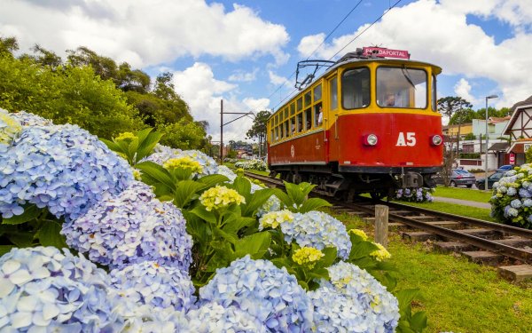 ЖД поезда в цвете